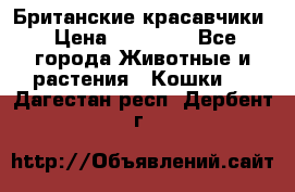 Британские красавчики › Цена ­ 35 000 - Все города Животные и растения » Кошки   . Дагестан респ.,Дербент г.